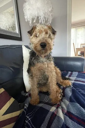 Tom’s Trim’s Professional Dog Grooming