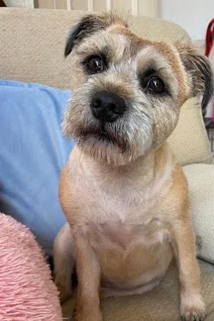 Top Dog Groomers