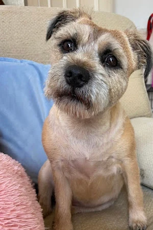Top Dog Groomers
