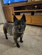 TOP DOG GROOMING SERVICES