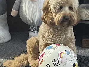 Top Dog Salon & Spa Hull