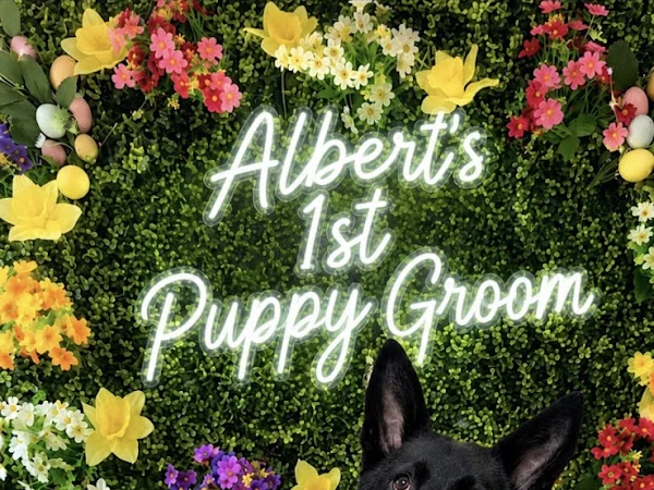 Top Dogs Grooming Spa