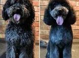 Topknot & Tails Grooming Parlour