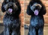 Topknot & Tails Grooming Parlour