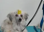 Torabbi Grooming Services