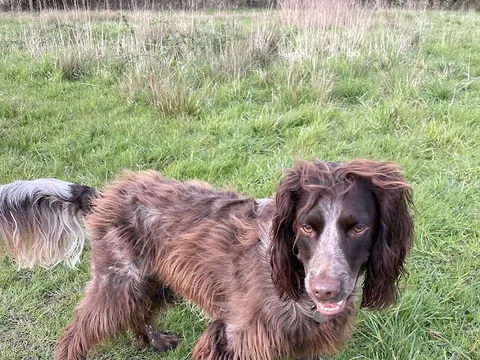 Totally Pawsome