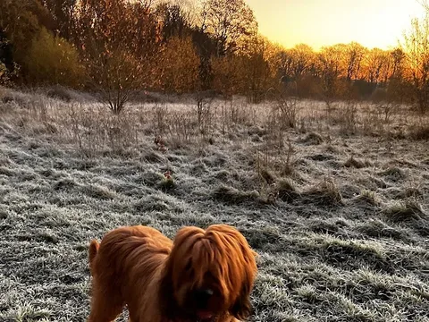 Transpawmation Dog Grooming