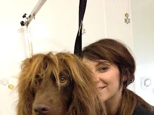 Trefdraeth mobile Dog grooming