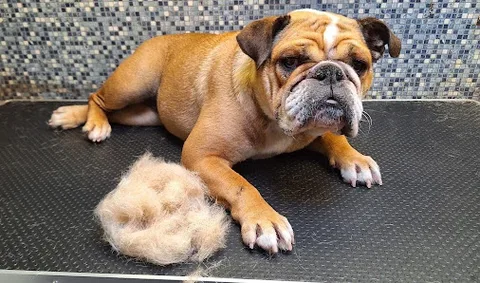 Trendy Tails mobile dog grooming