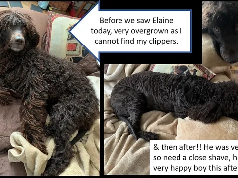 TrimPet Mobile Grooming Service