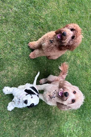 Triple H Dog Grooming
