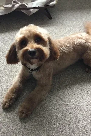 Upton Dog Grooming