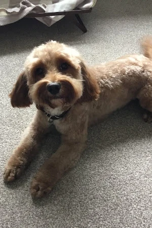 Upton Dog Grooming