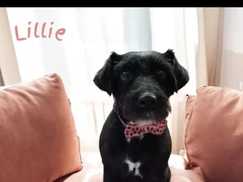 Valence Grooming Ltd