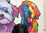 Vanity Fur Dog Grooming