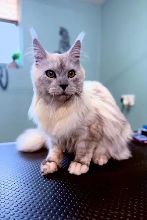 Vanity Fur Pet Spa