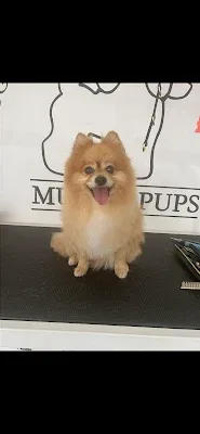 Velvet leash dog grooming by Shannon