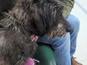 Vets for Pets - Durham