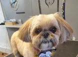 Victoria's Dog Grooming