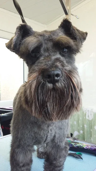 ViP Dog Grooming Lancaster