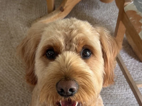Wagger Mummas Dog Grooming