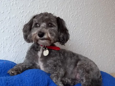 Waggly Tails Grooming