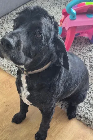 Waggy Washes Dog Grooming and Home Boarding