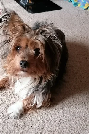 Waggy washes dog grooming salon