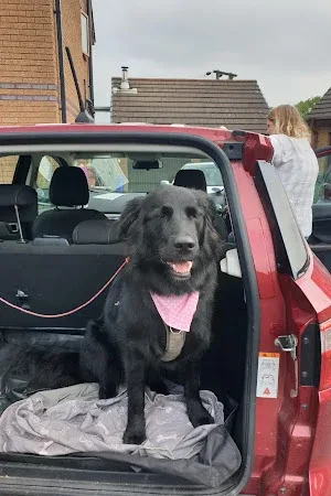 Waggy Woofs Dog Groomers