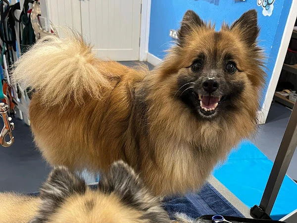 Waggy's Dog Grooming - Mobile Dog Grooming Stafford