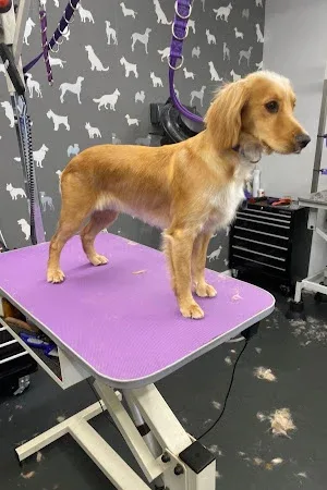 Wags Dog Groomers Ltd