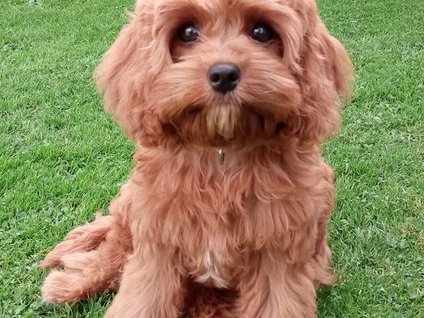 Wags Spa and Dog grooming