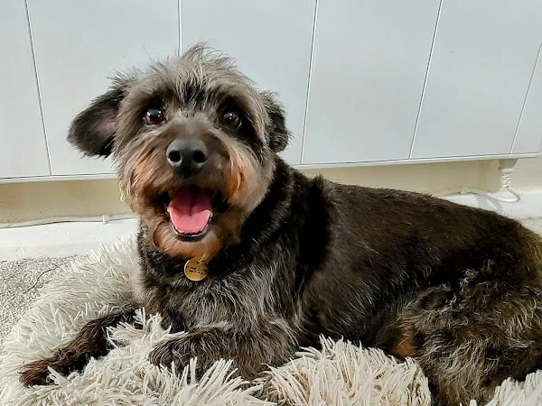 Wags to Riches Dog Grooming