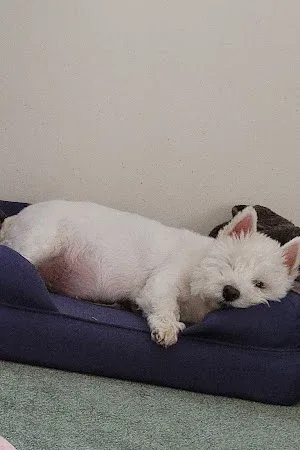 Wagtails Dog Grooming
