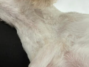 WAGTAILS MOBILE DOG GROOMING