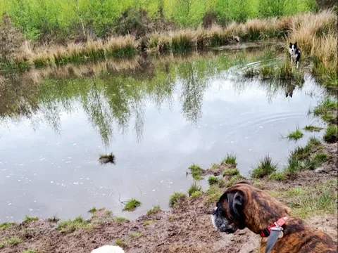 Walking Paws Monmouth