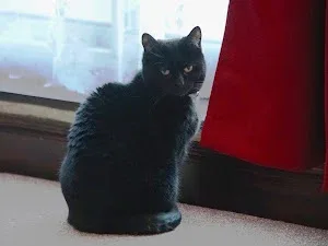 Walking Whiskers Pet Services