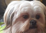 Wash And Wag Dog Grooming