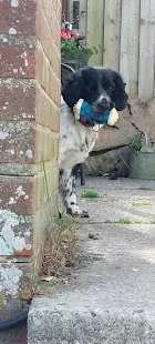Wash 'n' Woof - Dog Groomer
