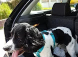Wash & Wag (Mobile)