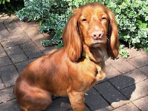 We Pet Care Dog Grooming