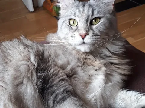 WeenyCat Groomers