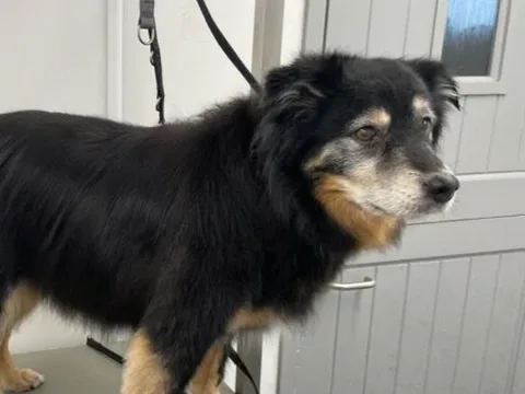 Welookafterurpaws