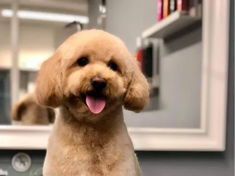 Welsh Grooming Academy