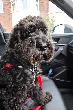 Wendy's Dog Groomers