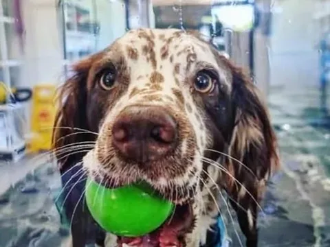 Westmac Canine Therapies Hydrotherapy - Trellech