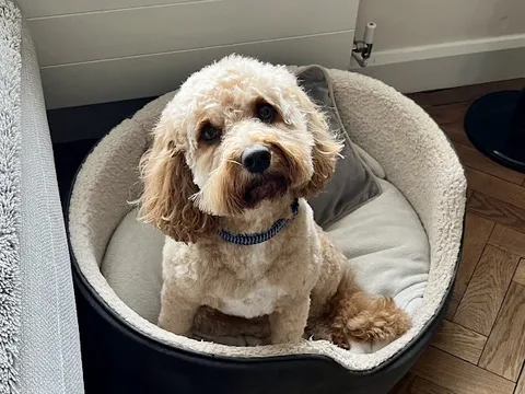 WetWoofies Dog Grooming Hereford