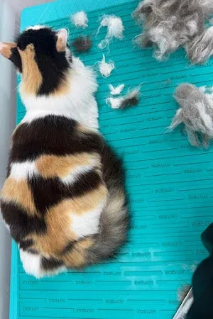 Whiskers Retreat (Cat Groomers)