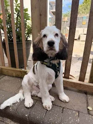 Whispering Willows Dog Grooming