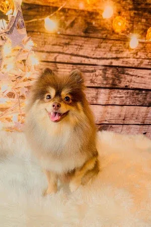 Wiggle-butts Dog Grooming